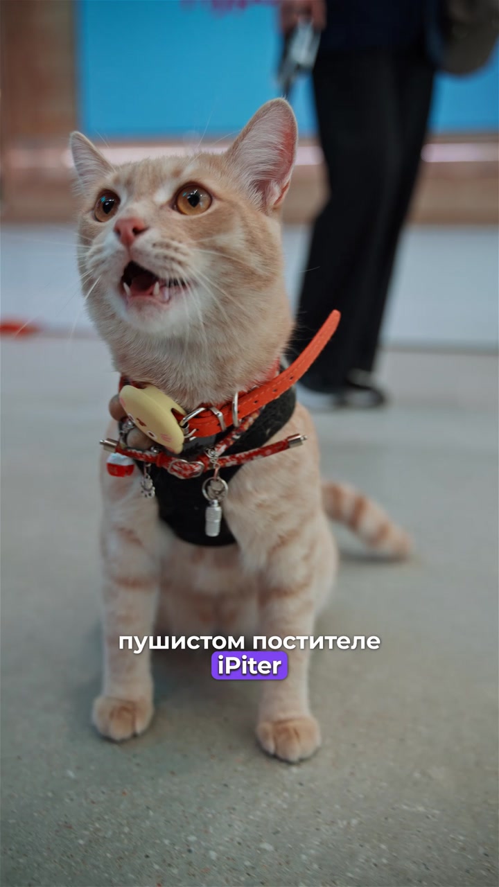 iPhone-Радионяня